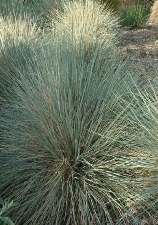 HELICTOTRICHON sempervirens
